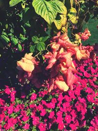 Close-up of flowers blooming outdoors