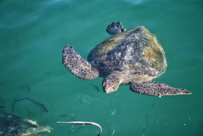 High angle view of turtle in sea