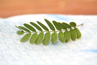 High angle view of fresh green leaves on table