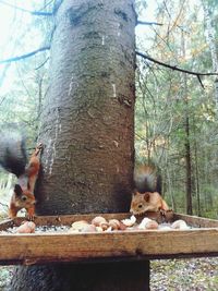 Low angle view of cat on tree against sky