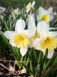 Close-up of white daffodil flowers