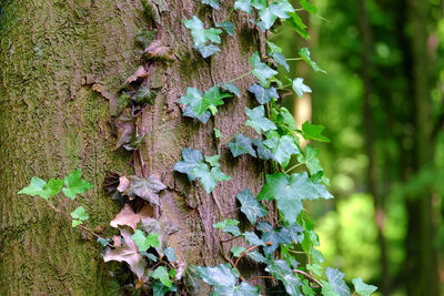 Close-up of ivy growing on tree trunk