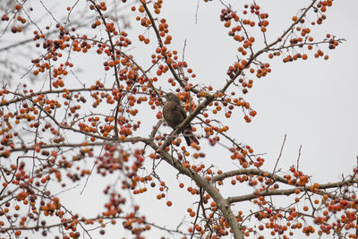 Low angle view of bird perching on cherry tree