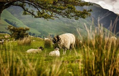 Goat grazing on grassy field