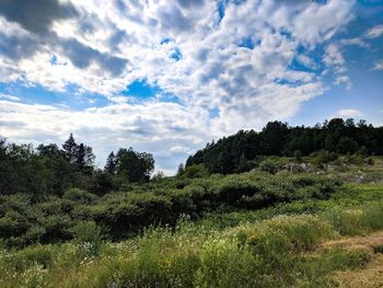 Trees on field against sky