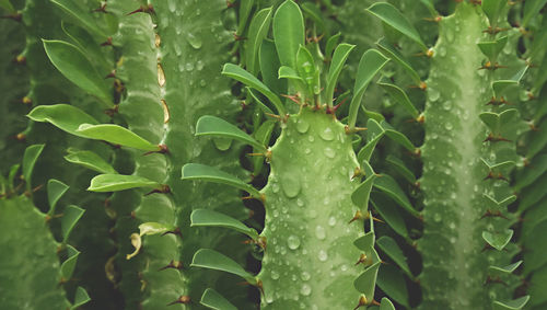 Close-up of wet succulent plant