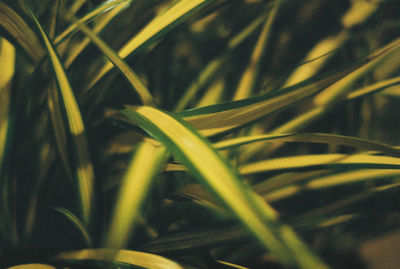 Close-up of grass on field