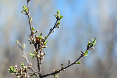 Close-up of flowering plant against blurred background
