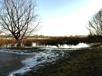 Bare trees on riverbank against clear sky during winter