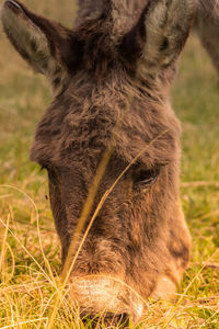 Close-up of horse