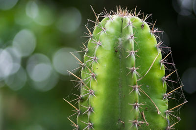 Close-up of prickly pear cactus