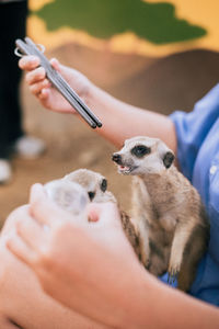 Cropped hands of woman holding dog