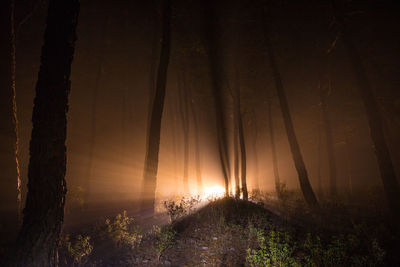 Trees in forest against sky at night