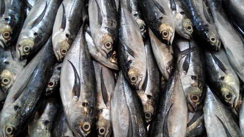 Close-up of fish for sale