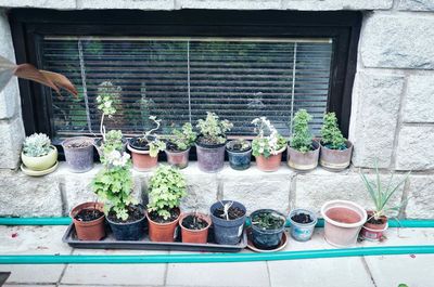 Potted plants on window