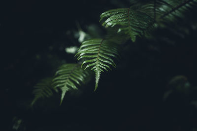 Close-up of fern leaves