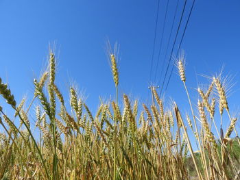 Low angle view of stalks in field against clear blue sky