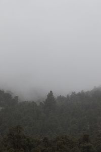 Trees in forest against sky