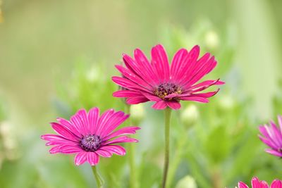 Close-up of pink flower