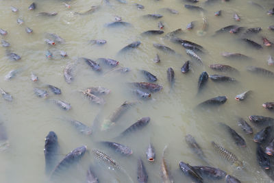 High angle view of fishes in river