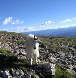 Animal on landscape against blue sky