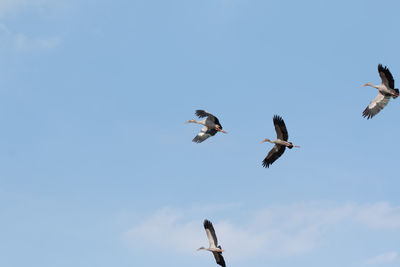 Low angle view of seagulls flying in sky