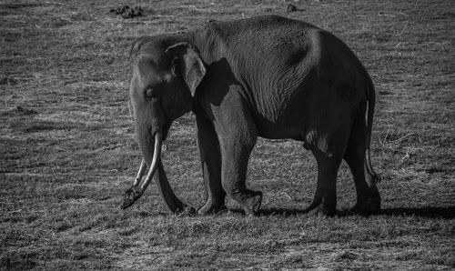 View of elephant on field