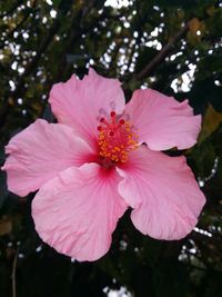 Close-up of pink flower