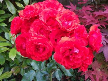 Close-up of pink flowers