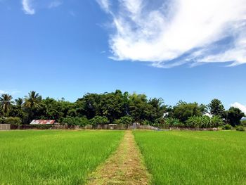 Scenic view of agricultural field against sky