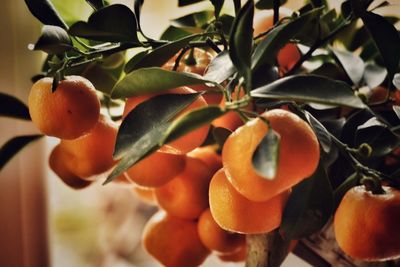 Close-up of orange fruit tree