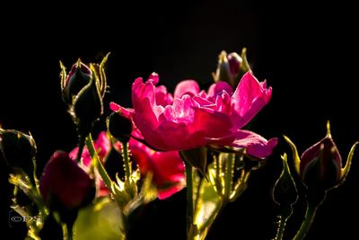 Close-up of flowers against black background