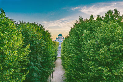 Footpath amidst trees against sky