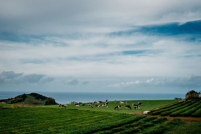 Scenic view of field against sky