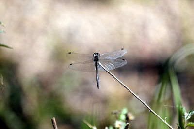 Close-up of dragonfly