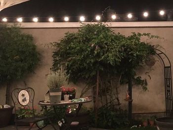 Potted plants in greenhouse