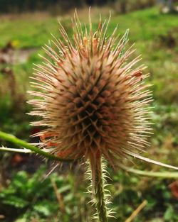 Close-up of a thistle