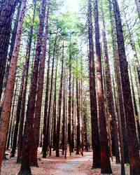 Trees growing in forest