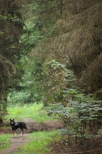 Sheep in forest