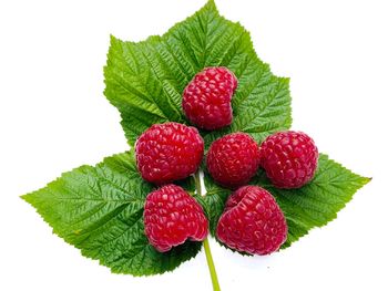 Close-up of strawberries