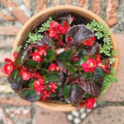 Close-up of red rose flower pot