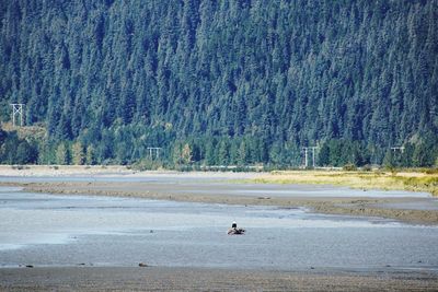 View of a ducks in the forest