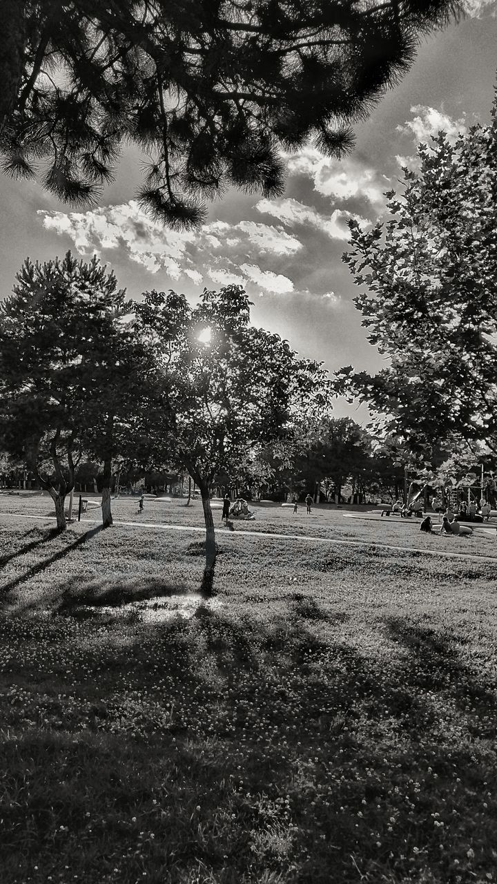 TREES AND PLANTS ON FIELD AGAINST SKY