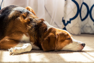 Close-up of a dog sleeping at home