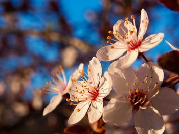 Close-up of cherry blossoms