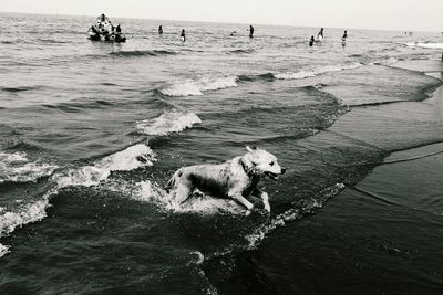 Dogs running on beach