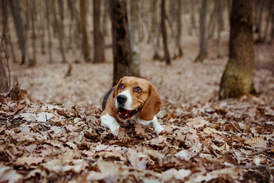 Dog in forest