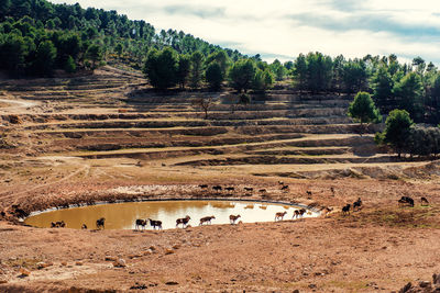 Scenic view of agricultural landscape against sky