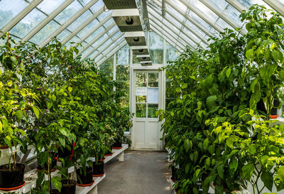 Potted plants in greenhouse