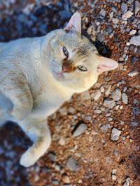 cat